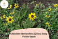 200+ Chocolate Daisy Seeds | Berlandiera lyrata Wildflower Seeds for Garden, Fragrant Yellow-Brown Blooms, Drought-Tolerant, Pollinator-Friendly