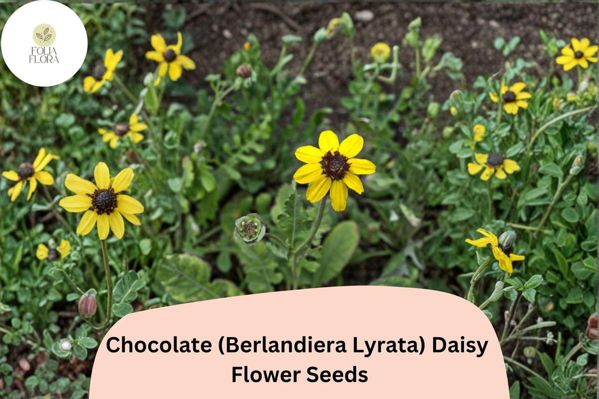 200+ Chocolate Daisy Seeds | Berlandiera lyrata Wildflower Seeds for Garden, Fragrant Yellow-Brown Blooms, Drought-Tolerant, Pollinator-Friendly