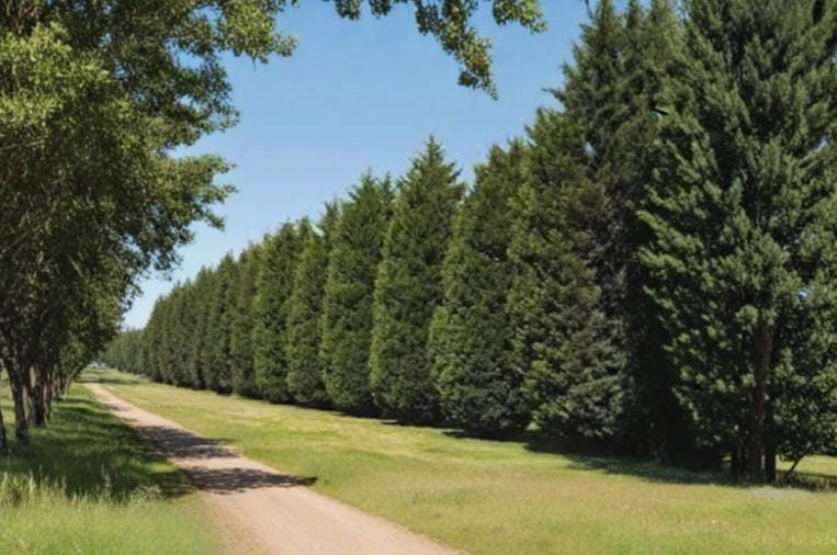 Leyland Cypress Unrooted Cuttings 6-8" for Privacy Screen, Windbreak, Evergreen Conifer, Cupressus × leylandii