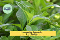 Longevity Spinach Cuttings 10-Pack Gynura procumbens Unrooted Stem Fresh Green Edible Vegetable for Garden or Pots