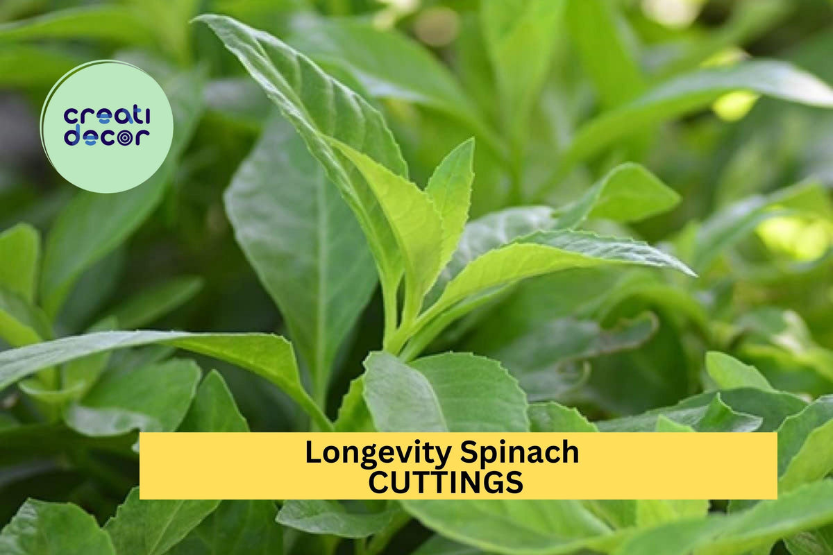Longevity Spinach Cuttings 10-Pack Gynura procumbens Unrooted Stem Fresh Green Edible Vegetable for Garden or Pots