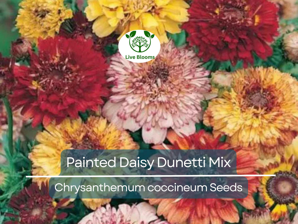 Painted Daisy Dunetti Mix Seeds – Heirloom Perennial, Colorful Blooms, Non-GMO, Pollinator-Friendly, Chrysanthemum coccineum