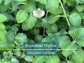 Unrooted Herb Cuttings – Broadleaf Thyme (Coleus amboinicus) Spanish Oregano, Aromatic Culinary Herb, Easy Grow Starter