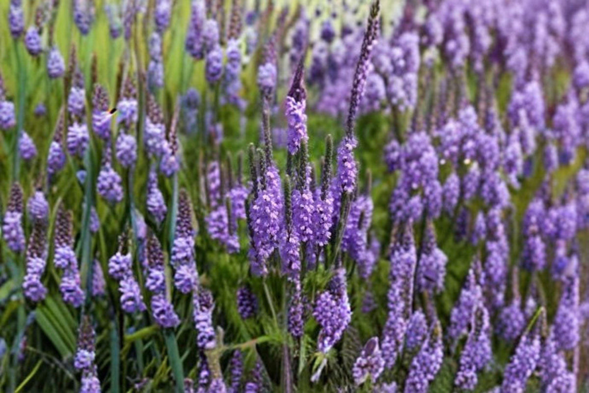 Hoary Vervain Seeds – Verbena stricta Native Prairie Wildflower Pollinator Plant, Herbaceous Perennial, Purple-Blue Flowers