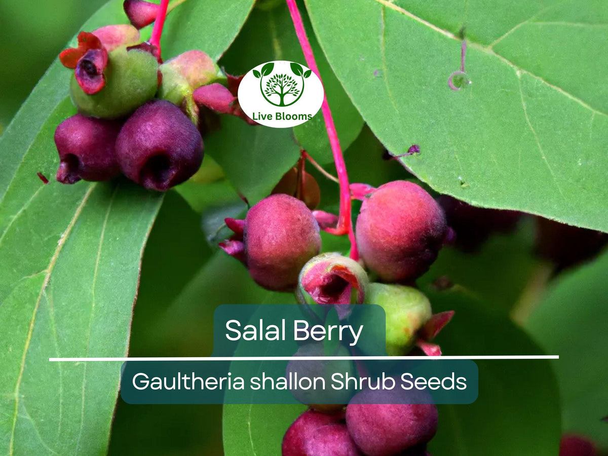100 Salal Berry Seeds – Edible Evergreen Shrub for Wild Gardens, Hedges & Landscaping, Gaultheria shallon, USDA Zones 7-9