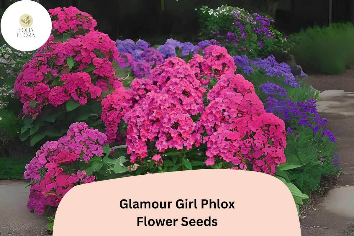Glamour Girl Phlox Seeds – Perennial Coral-Pink Flower Seeds for Borders & Gardens – Phlox paniculata