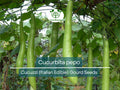 Cucuzzi Italian Edible Gourd Seeds – Non-GMO, Heirloom, Long Tender Cucurbita pepo for Cooking & Organic Gardens