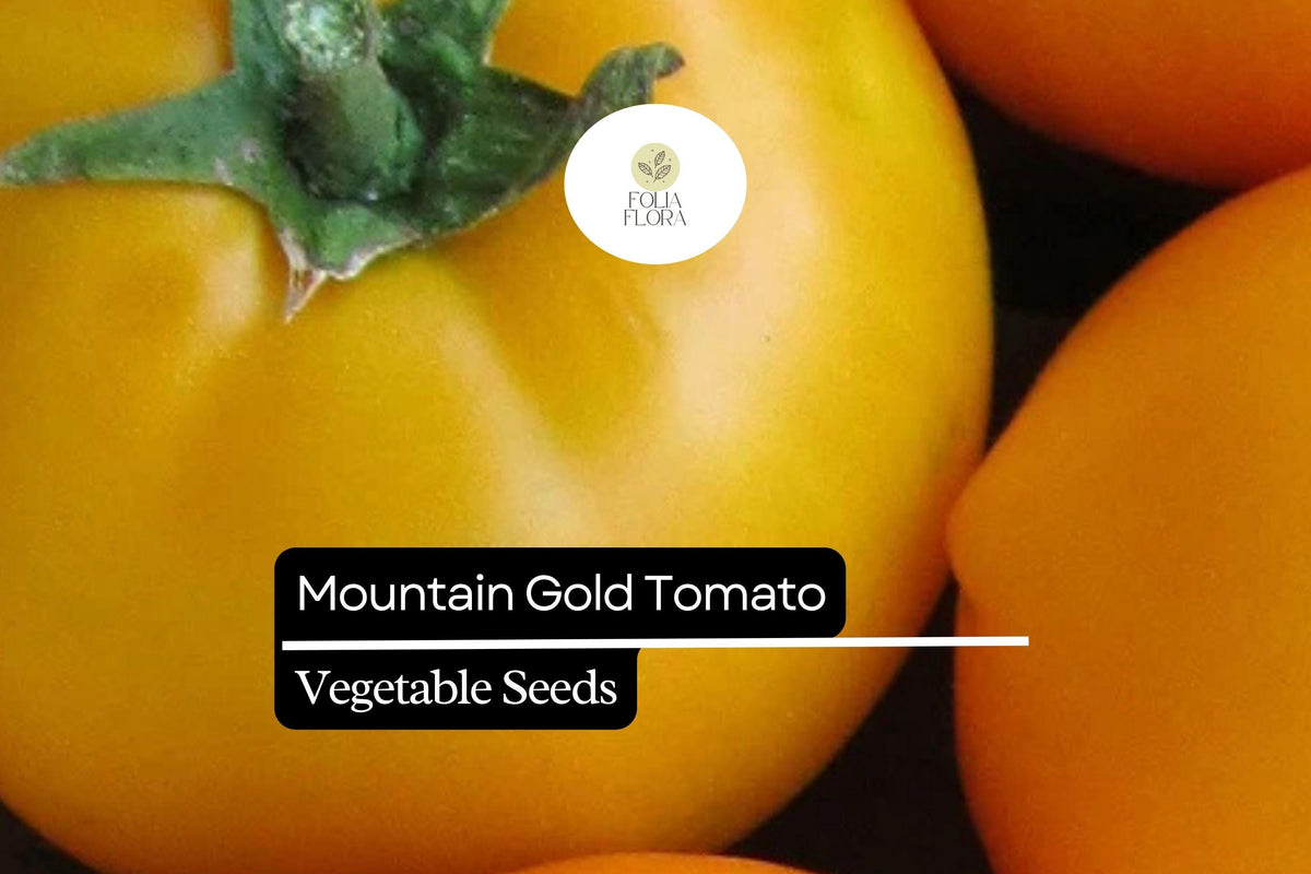 10 Seeds Mountain Gold Tomato, Golden Yellow Slicing Variety, Solanum lycopersicum, Disease-Resistant, Crack-Resistant, Compact Plant