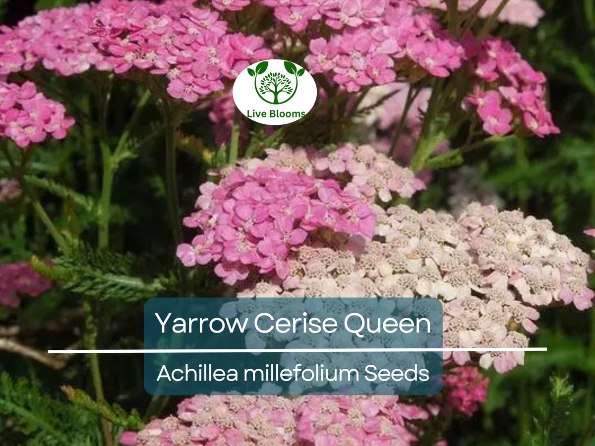 Yarrow Seeds Cerise Queen, Perennial Achillea millefolium, Vibrant Pink Blooms, Pollinator Friendly, Non-GMO, Cut Flowers, 500 Seeds