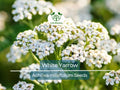 White Yarrow Seeds – Achillea millefolium, Perennial, Non-GMO, Pollinator Friendly, Cut Flower Garden Seeds