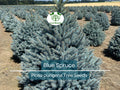 50 Blue Spruce Seeds - Picea pungens Evergreen Tree for Landscaping, Garden, and Privacy Screening