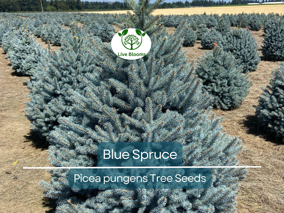 50 Blue Spruce Seeds - Picea pungens Evergreen Tree for Landscaping, Garden, and Privacy Screening