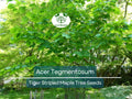 Acer Tegmentosum Seeds – Tiger Striped Maple for Landscaping, Bonsai & Garden Planting, Hardy Ornamental Tree, 10 Seeds