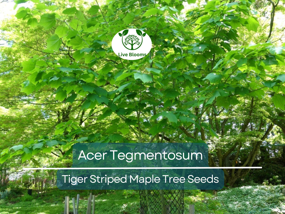 Acer Tegmentosum Seeds – Tiger Striped Maple for Landscaping, Bonsai & Garden Planting, Hardy Ornamental Tree, 10 Seeds