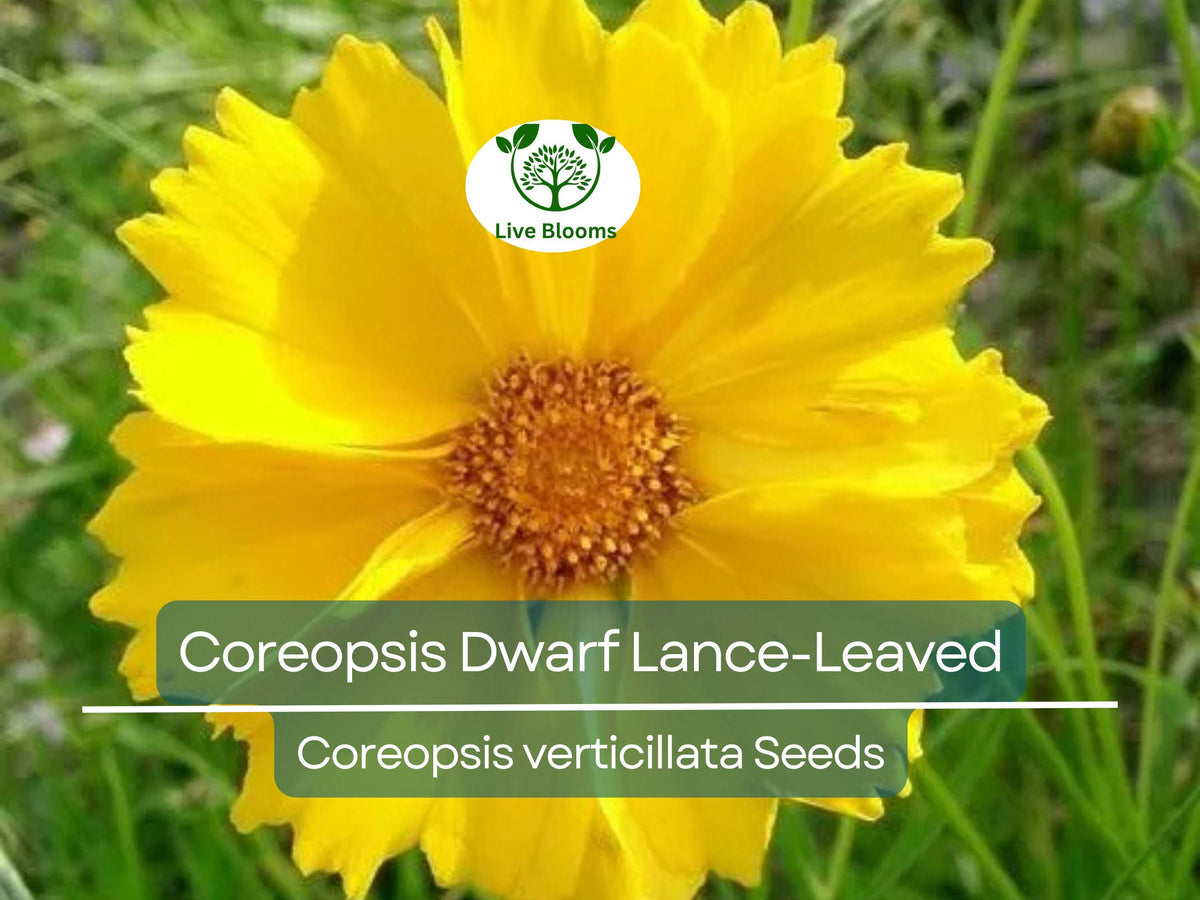 500 Seeds Coreopsis verticillata Dwarf Lance-Leaved Tickseed Perennial Flower for Pollinators, Non-GMO, Bright Yellow Garden Plants