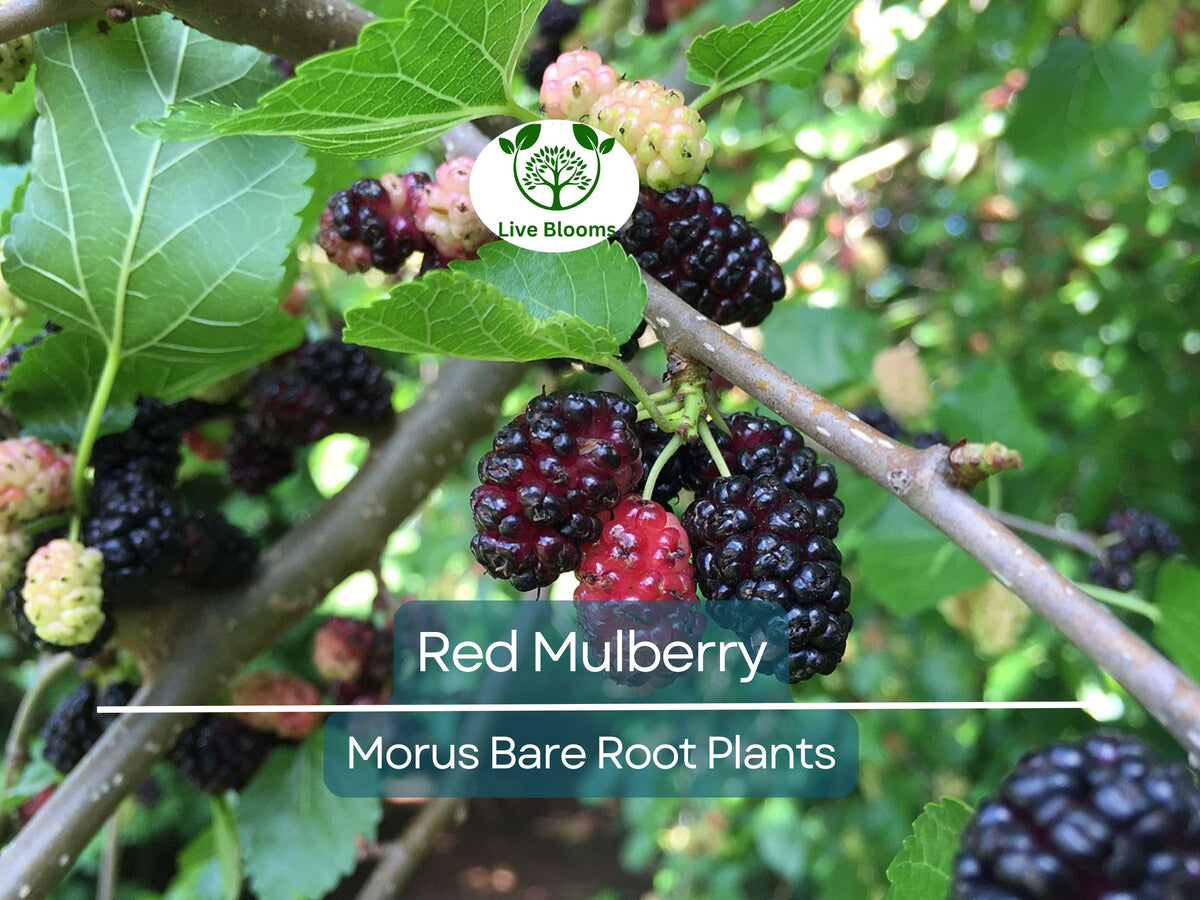 Red Mulberry Tree – Bare Root 12–24 Inches – Morus Rubra Native Fruit Tree with Sweet Berries for Edible Landscaping