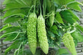 Bitter Melon Seeds Dark Jade Hybrid – Asian Gourd for Home Gardens – Momordica charantia, Vining, Full Sun, 5 Seeds