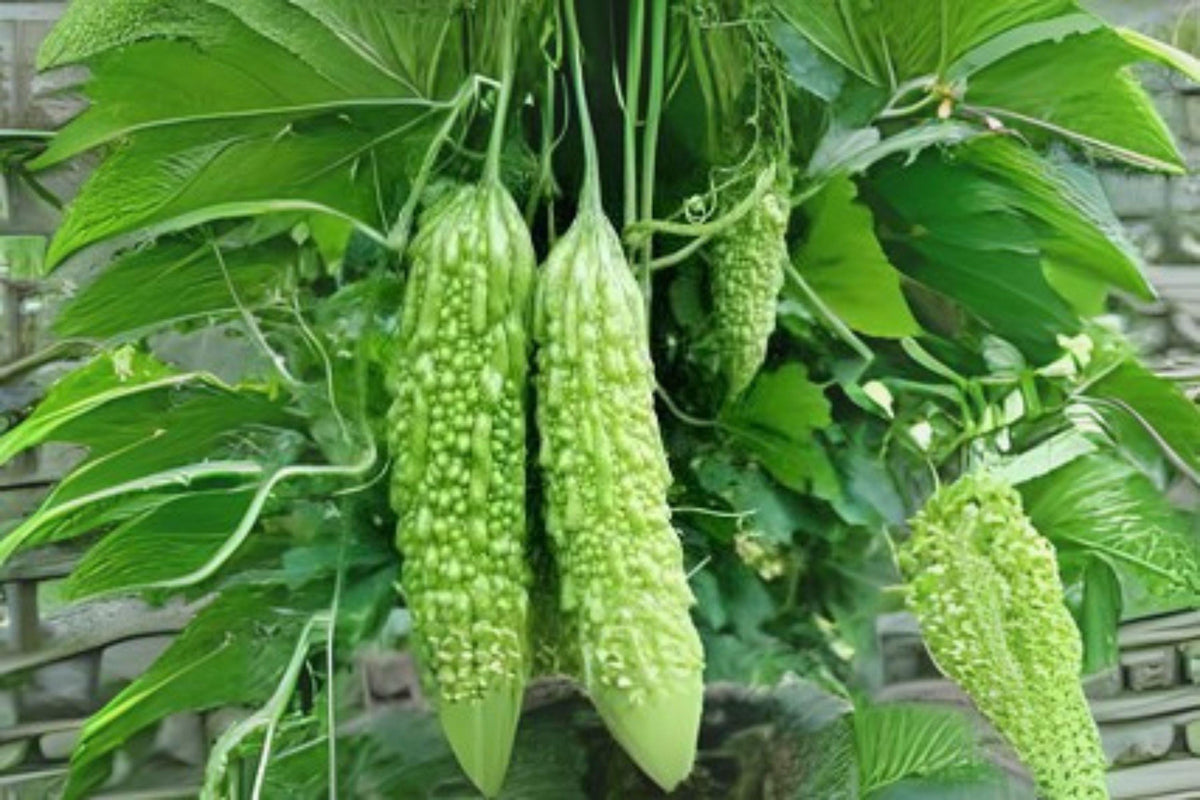 Bitter Melon Seeds Dark Jade Hybrid – Asian Gourd for Home Gardens – Momordica charantia, Vining, Full Sun, 5 Seeds