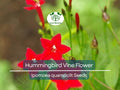 Hummingbird Vine Flower Seeds, Mixed Colors, Cardinal Climber, Ipo. quamoclit, Pollinator-Friendly, Fast-Growing Climber, Garden Trellis Plant