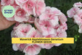 Geranium Seeds 25+ Pelargonium x hortorum Appleblossom Pink & White Flowering Annual Plant