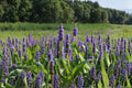 Pickerel Weed Seeds – Pontederia cordata Native Aquatic Perennial for Wetlands, Ponds & Water Gardens (10 Seeds)
