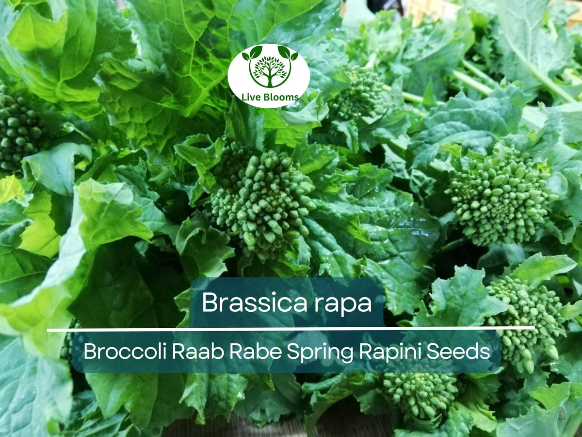 150 Seeds Broccoli Raab Rabe Brassica rapa Heirloom Spring Rapini for Gardening & Culinary Use