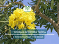 10 Seeds Tabebuia Argentea Yellow Trumpet Tree - Vibrant Yellow Flowers, Tropical Garden, Ornamental Landscaping