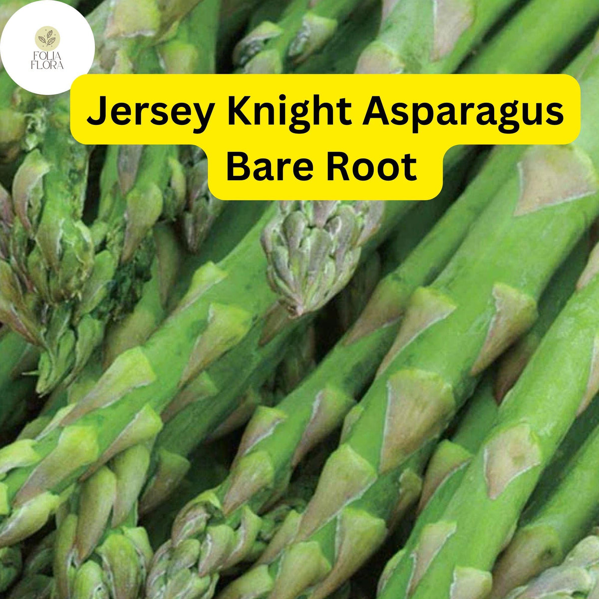 10 Green Jersey Knight Asparagus Bare Root Crowns - High-Yield Perennial Vegetables, Disease-Resistant, 2-Year-Old Roots