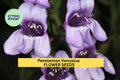 3pcs Penstemon venustus Seeds – Venus Penstemon Native Pollinator Garden, Drought-Tolerant Perennial, Purple Flowers, Full Sun