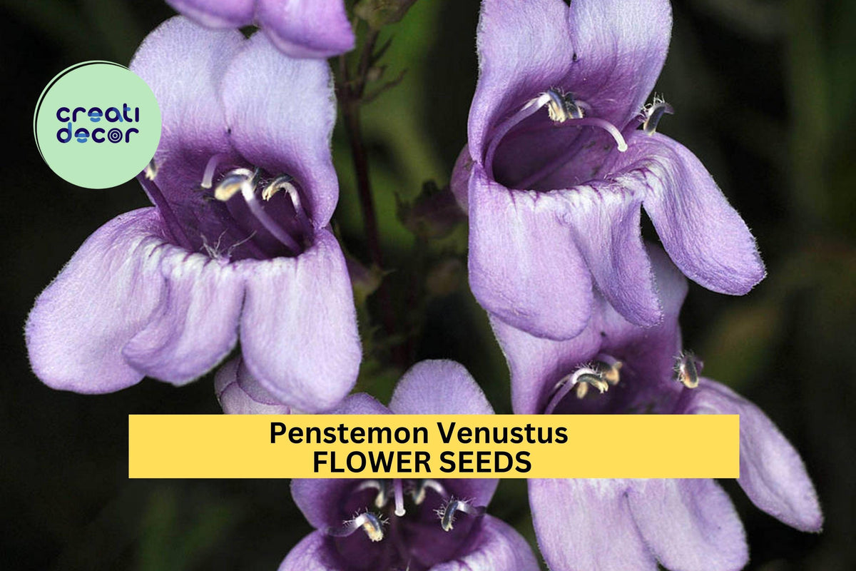3pcs Penstemon venustus Seeds – Venus Penstemon Native Pollinator Garden, Drought-Tolerant Perennial, Purple Flowers, Full Sun
