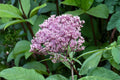 Eutrochium fistulosum Seeds – Hollow Joe Pye Weed Perennial for Pollinator Gardens & Native Meadows