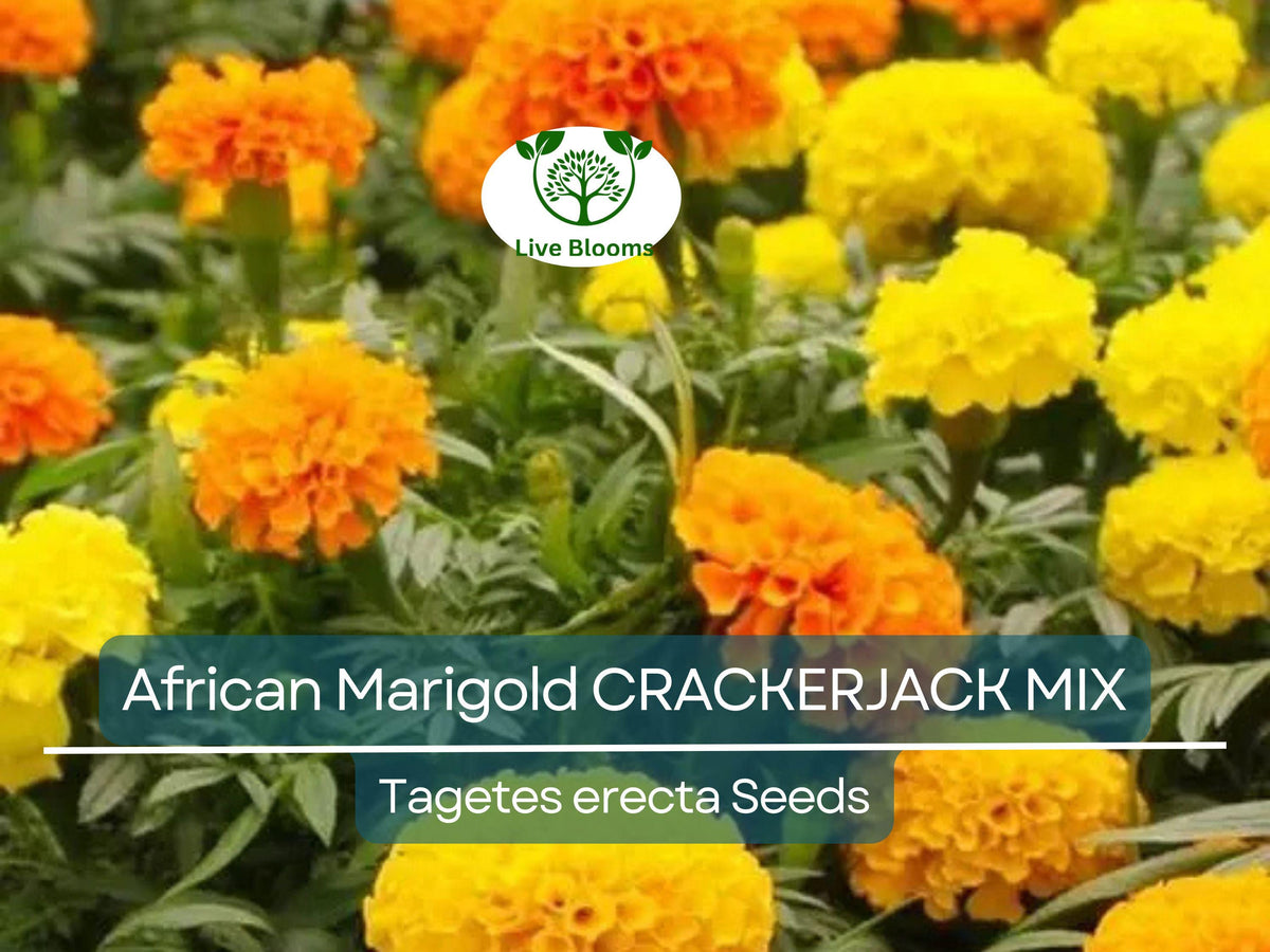 African Marigold Seeds – Crackerjack Mix, Tagetes erecta, Heirloom, Non-GMO, Vibrant Orange, Gold & Yellow Blooms