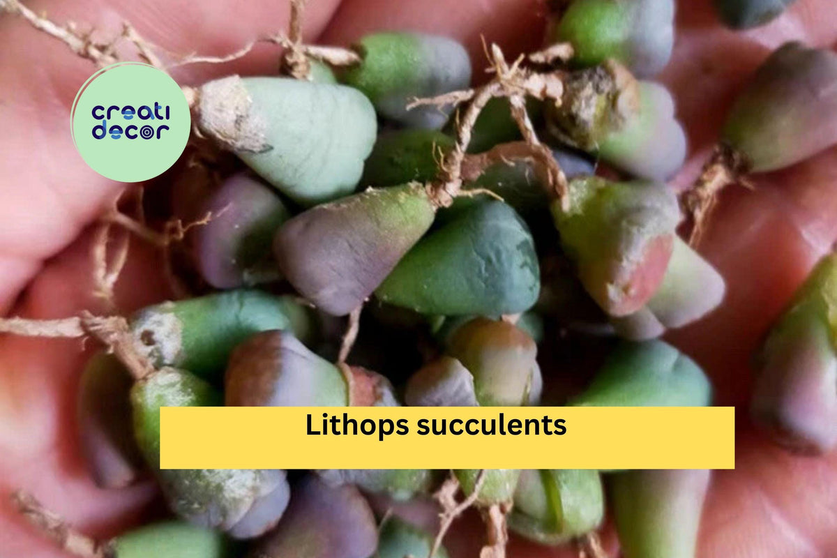 40 Lithops Living Stones Succulents Set | Mini Bare Root Plants | Rare Collectible Succulent Starter Pack