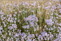 Symphyotrichum novi-belgii New York Aster Seeds – Native Purple Wildflower for Pollinator Gardens, 100 Seeds