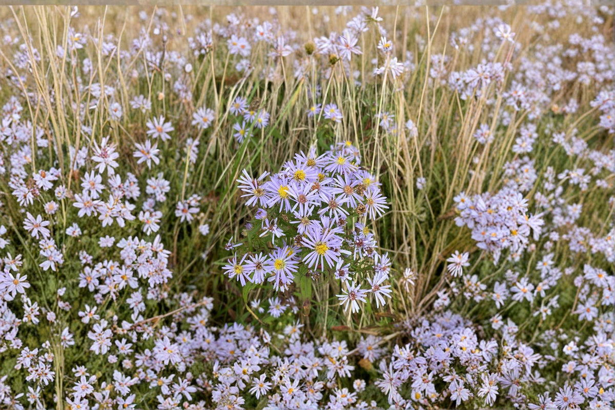 Symphyotrichum novi-belgii New York Aster Seeds – Native Purple Wildflower for Pollinator Gardens, 100 Seeds