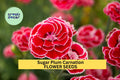 200+ Sugar Plum Carnation Seeds – Ruffled Plum-Pink Blooms for Garden Planting, Fragrant Cut Flowers for Beds & Bouquets – USA