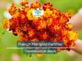 French Marigold Seeds 200 Pack - Dwarf Edible Flower, Butterfly Attractant, Non-GMO Tagetes patula for Garden & Culinary Use