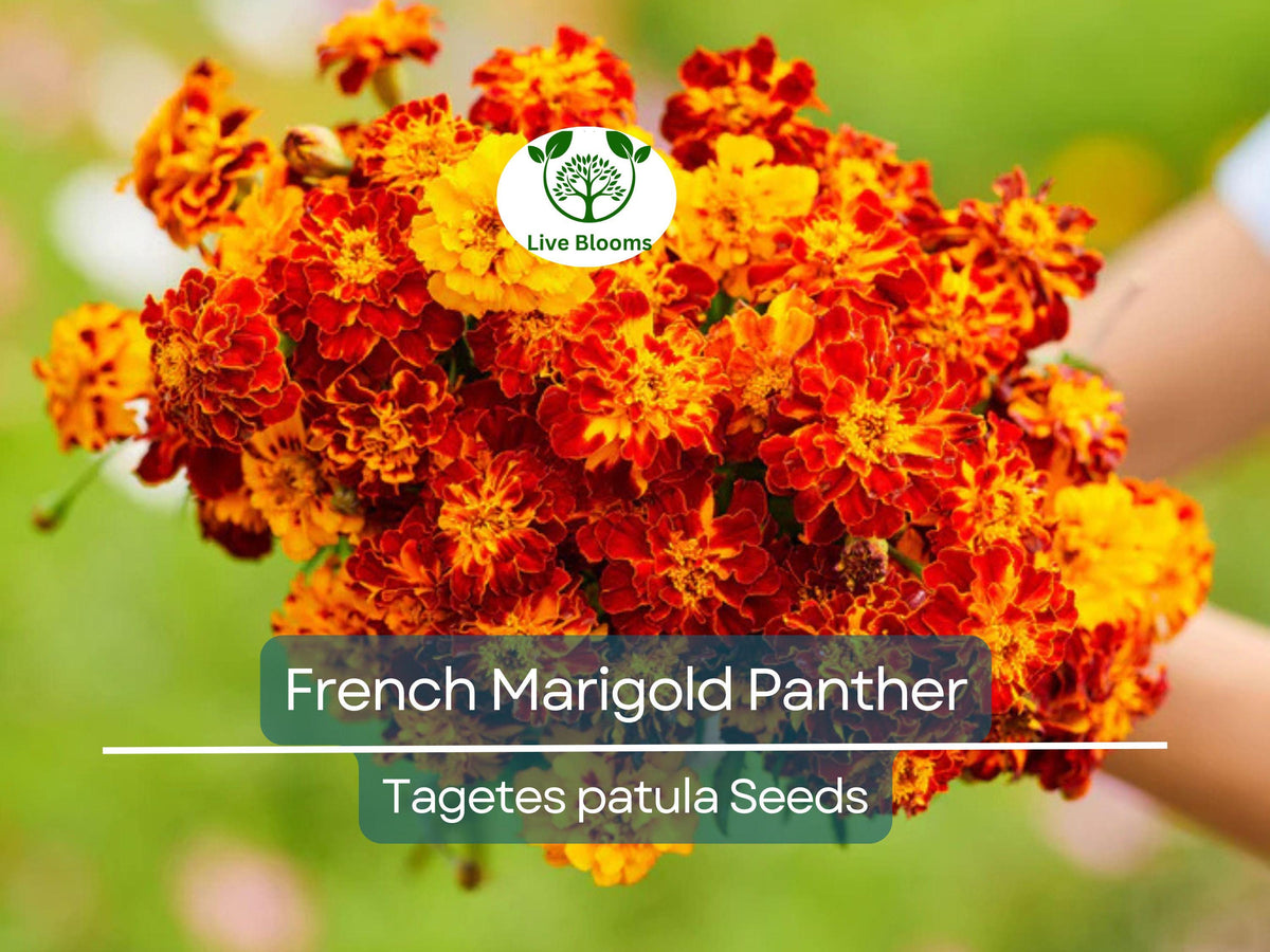 French Marigold Seeds 200 Pack - Dwarf Edible Flower, Butterfly Attractant, Non-GMO Tagetes patula for Garden & Culinary Use