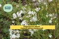 Oligoneuron Album Seeds – Upland White Goldenrod Native Wildflower for Prairie, Meadow & Native Gardens, 100 Seeds
