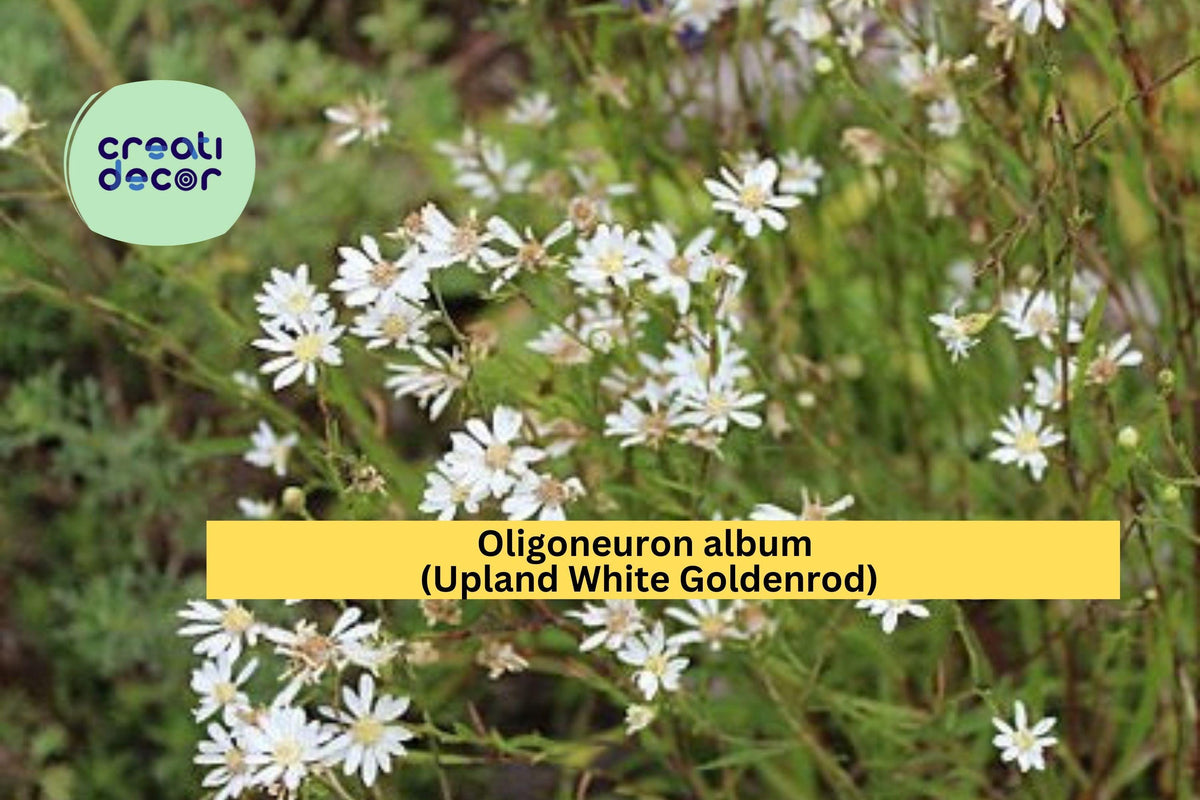 Oligoneuron Album Seeds – Upland White Goldenrod Native Wildflower for Prairie, Meadow & Native Gardens, 100 Seeds