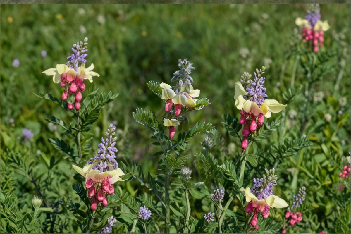 Tephrosia virginiana Goat’s Rue Seeds – Native Prairie Perennial, Nitrogen-Fixing, Pollinator & Bee Plant, Dry Soil, 10 Seeds