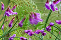 American Vetch Seeds – Native Perennial Vine with Purple Flowers, Nitrogen-Fixing, Pollinator-Friendly, Soil Builder, Vicia americana