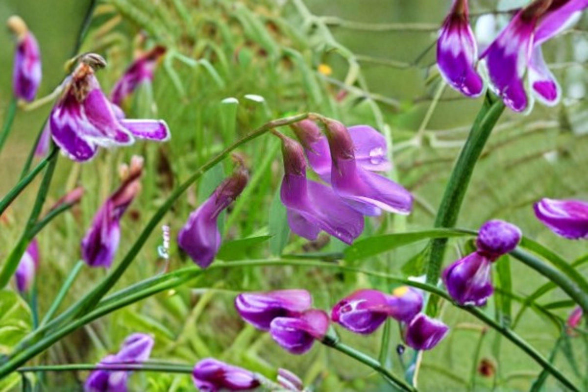 American Vetch Seeds – Native Perennial Vine with Purple Flowers, Nitrogen-Fixing, Pollinator-Friendly, Soil Builder, Vicia americana