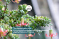 Unrooted Cotyledon Pendens Succulent Cuttings – 3-4 Inches, Rare & Easy to Propagate, Succulent Gardening, Indoor & Outdoor Collection