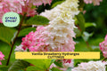 Vanilla Strawberry Hydrangea Cuttings | Unrooted Panicle Flowering Shrub | Hydrangea paniculata 'Vanilla Strawberry'