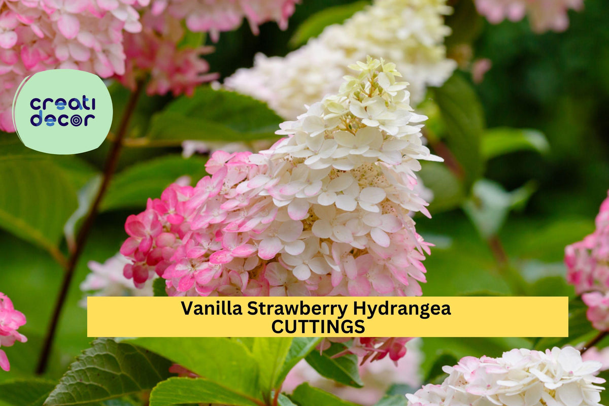 Vanilla Strawberry Hydrangea Cuttings | Unrooted Panicle Flowering Shrub | Hydrangea paniculata 'Vanilla Strawberry'