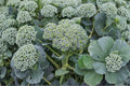 Broccoli Seeds Waltham 29 Heirloom Cold-Hardy Large Heads for Fall & Spring Gardening, Non-GMO, 300 Seeds