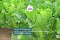 1000 Michihili Cabbage Seeds – Heirloom Non-GMO Chinese Napa Cabbage for Stir-Fry, Kimchi, Salads | Brassica rapa subsp. pekinensis