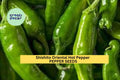 3pcs Shishito Oriental Hot Pepper Seeds – Mild, Flavorful, Japanese Capsicum annuum for Garden & Container Planting