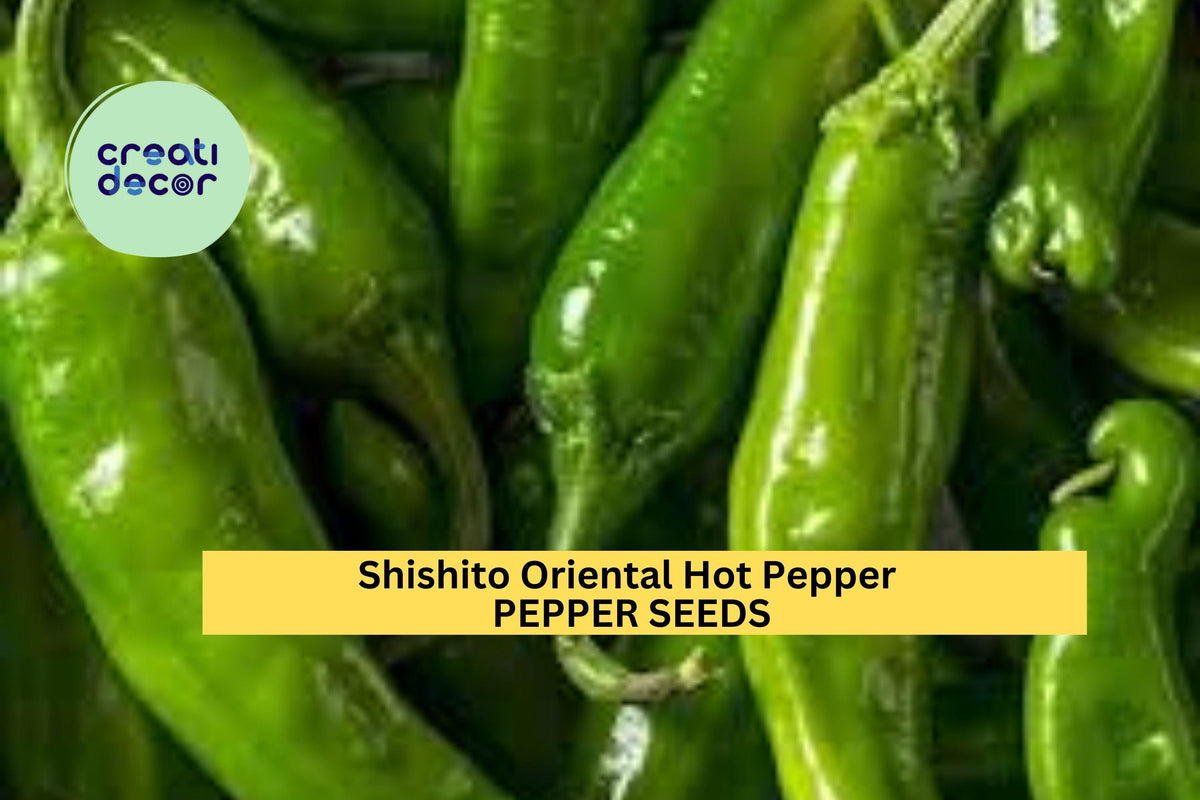 3pcs Shishito Oriental Hot Pepper Seeds – Mild, Flavorful, Japanese Capsicum annuum for Garden & Container Planting